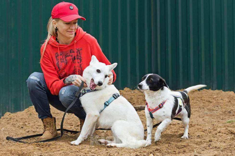 Собаки в других городах Московской области: Я Тува :) Ищу семью Девочка, Бесплатно - фото 2