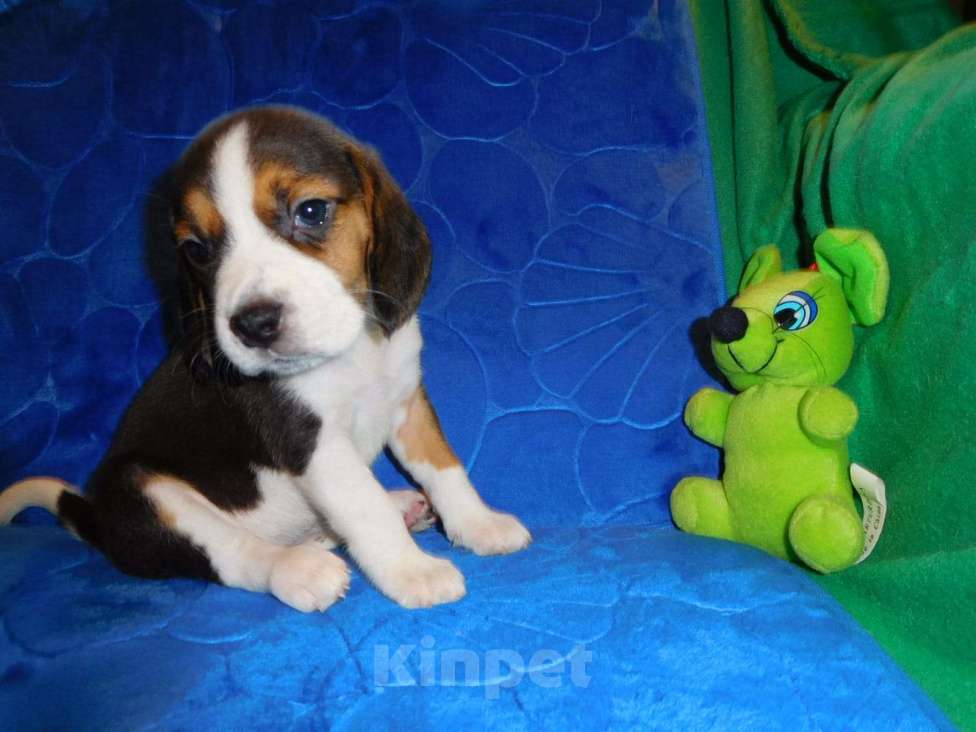 Собаки в Москве: Биглики Девочка, 40 000 руб. - фото 7