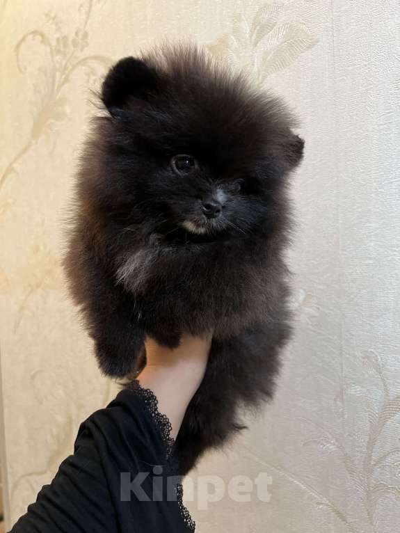 Собаки в Люберцах: Ищут семью 2 девочки и один мальчик  Девочка, 40 000 руб. - фото 5