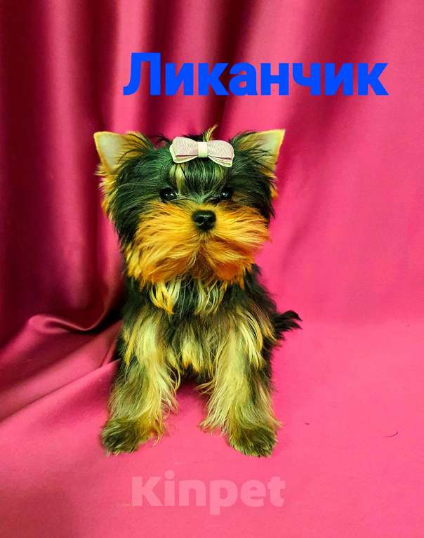 Собаки в Москве: ЙОРКШИРЯТА РКФ Мальчик, 80 000 руб. - фото 7