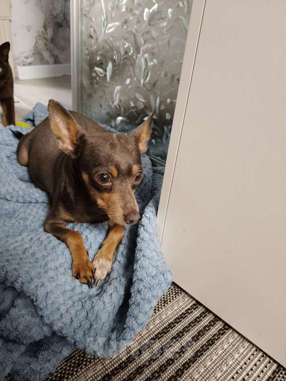 Собаки в Нижнем Новгороде: Нашла собаку.  Девочка, Бесплатно - фото 4