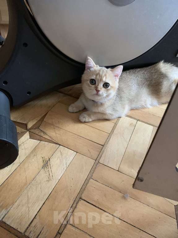 Кошки в Симферополе: Британская девчуля Девочка, 15 000 руб. - фото 4