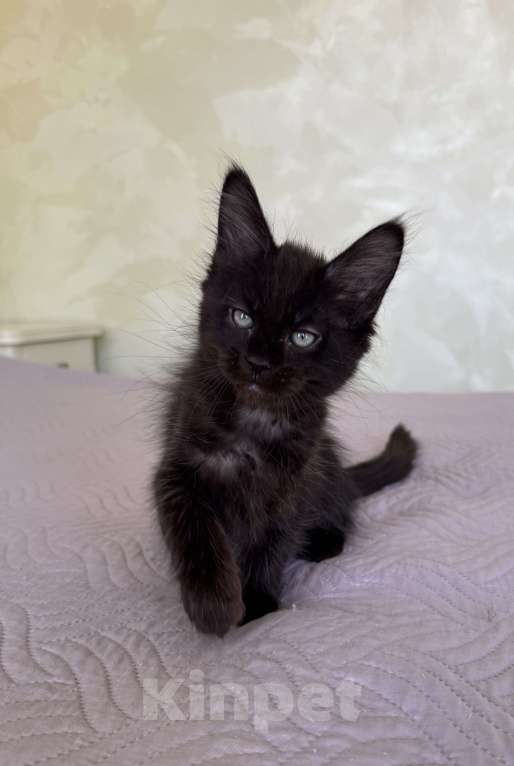 Кошки в Краснодаре: Девочка Мейн-кун Девочка, 45 000 руб. - фото 5