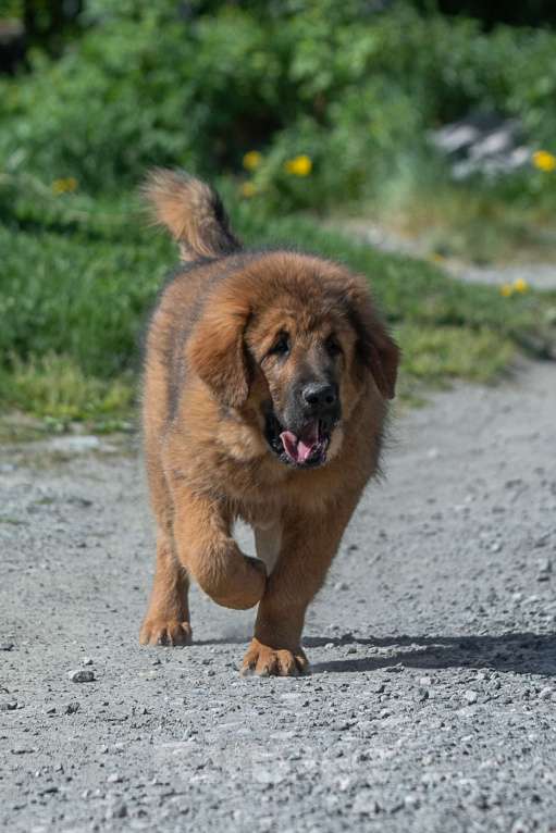 Собаки в Екатеринбурге: Тибетик Бос Мальчик, 45 000 руб. - фото 4