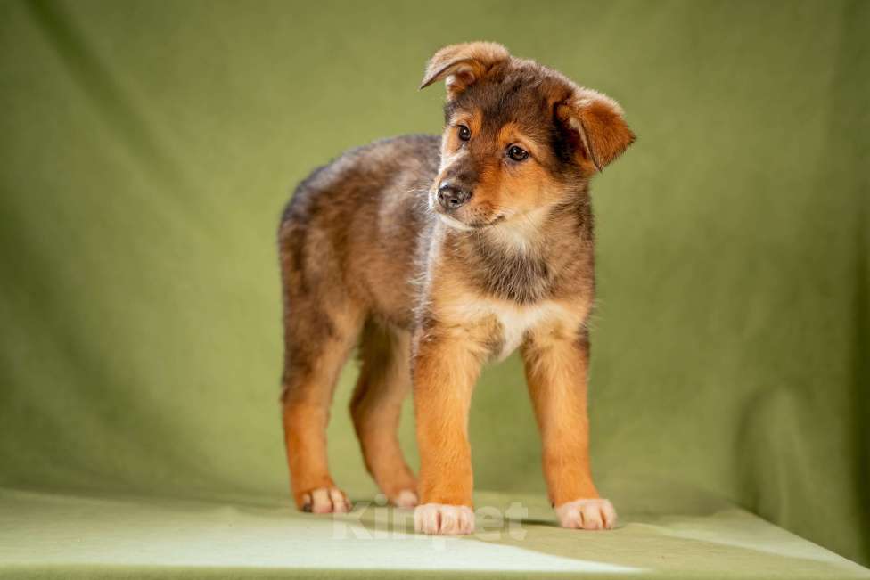 Собаки в Клине: Миндаль - очаровательная карамелька Девочка, Бесплатно - фото 9