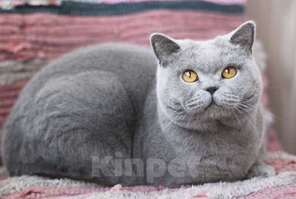 Кошки в Москве: Британская короткошерстная кошка, очень добрая. Девочка, 30 000 руб. - фото 1