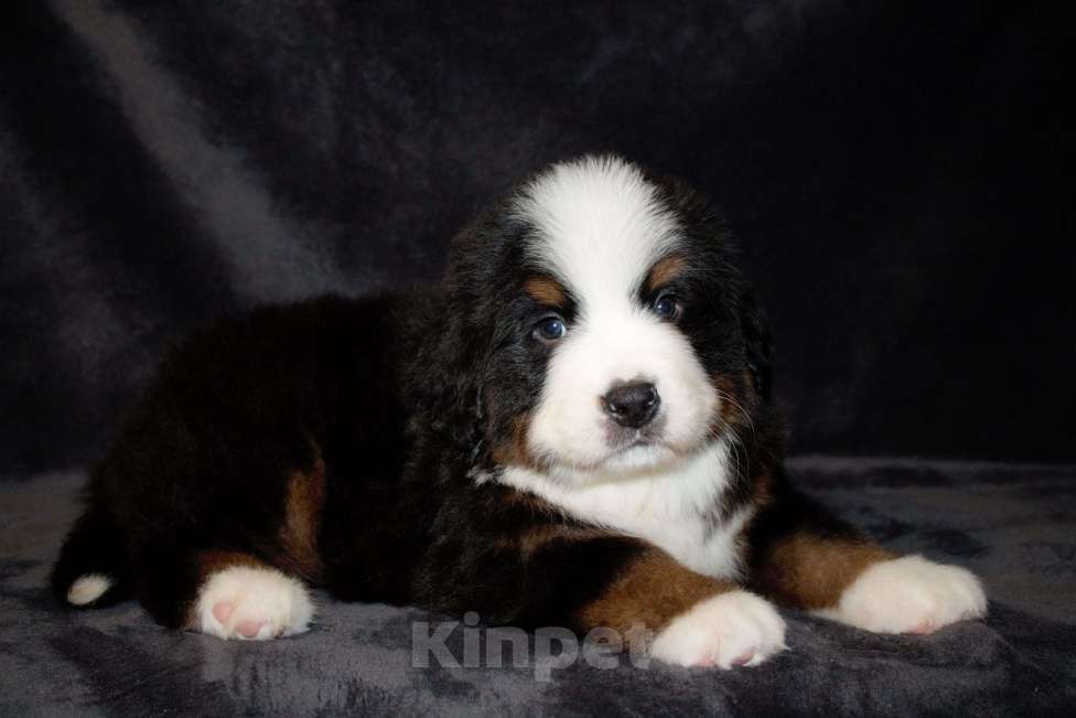 Собаки в других городах Московской области: Бернский зенненхунд Мальчик, 130 000 руб. - фото 5
