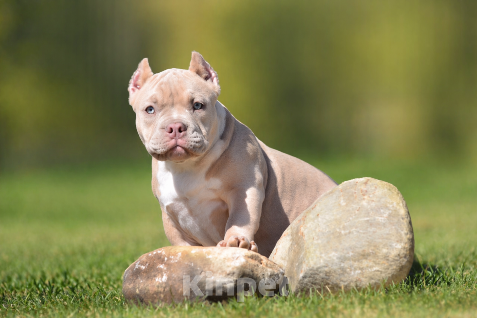 Собаки в Москве: Щенок Американский булли Мальчик, Бесплатно - фото 4