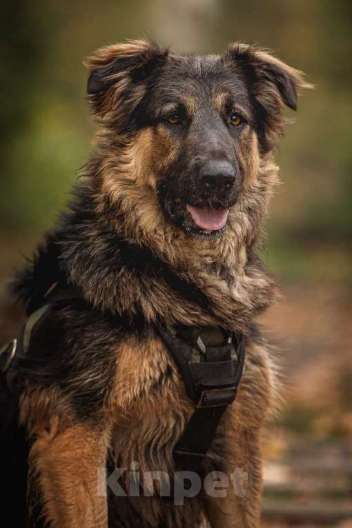 Собаки в Москве: Балу собака из приюта ищет дом Мальчик, Бесплатно - фото 2