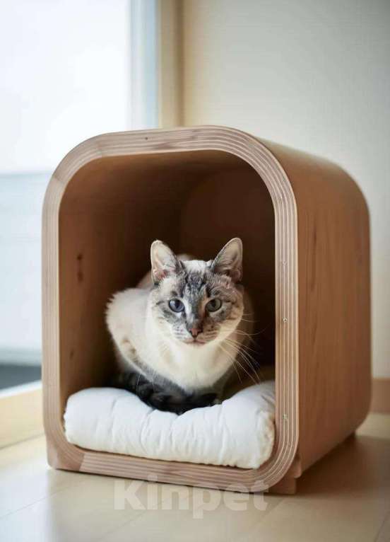 Кошки в Москве: кот Айс ищет дом Мальчик, 10 руб. - фото 3