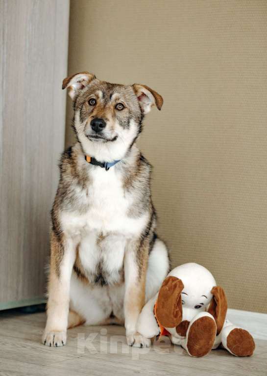 Собаки в Москве: Щенок бесплатно в Москве Девочка, Бесплатно - фото 5