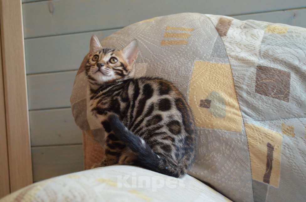 Кошки в Москве: Бенгальская девочка с родословной (в наличии) Девочка, 50 000 руб. - фото 3