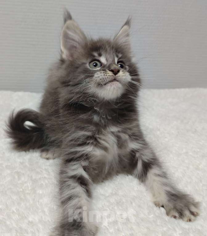 Кошки в Туле: Мейн-кун девочка Девочка, 30 000 руб. - фото 4