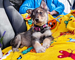 Собаки в Балашихе: щенок сибирской хаски волчак, девочка Девочка, 100 руб. - фото 4