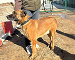 Собаки в Москве: Бельгийская овчарка. Малинуа.  Мальчик, Бесплатно - фото 1