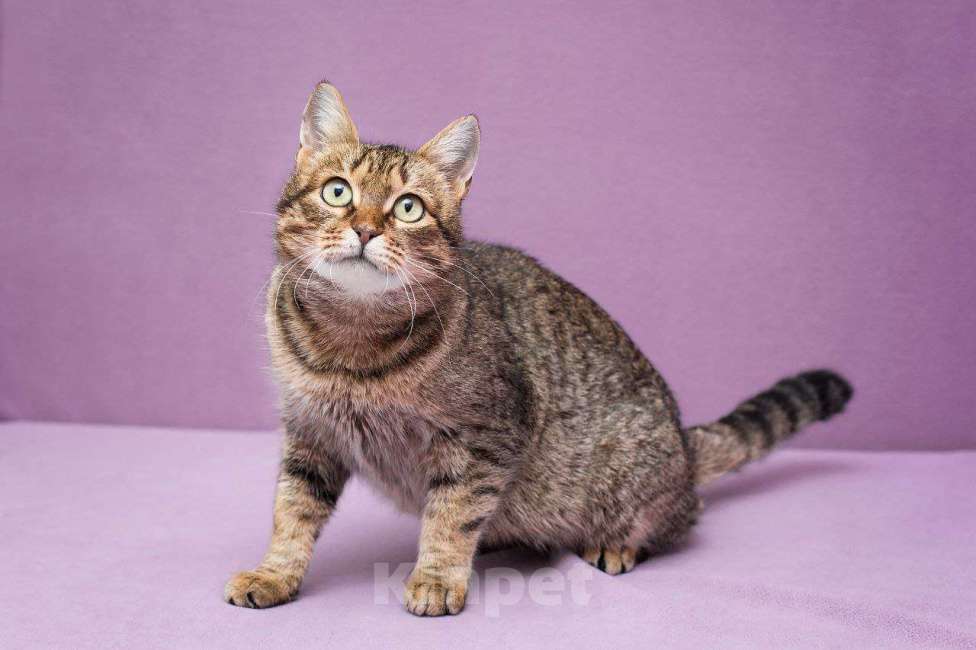 Кошки в Москве: Самая грустная кошка приюта..  Девочка, Бесплатно - фото 3