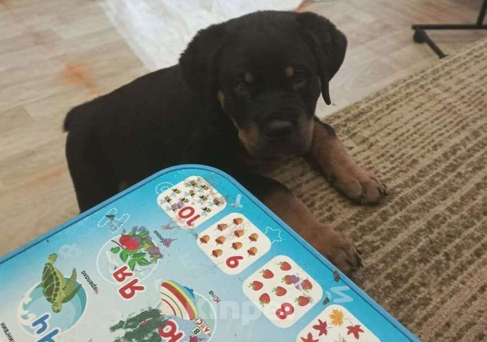 Собаки в других городах Тульской области: Щенок Ротвейлера Девочка, Бесплатно - фото 4