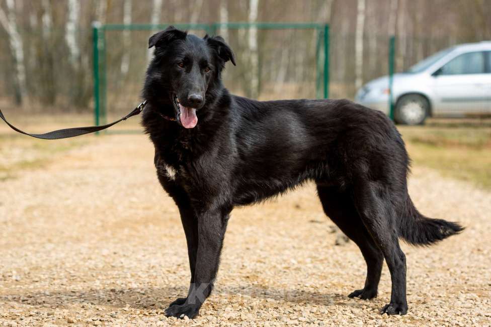 Собаки в Москве: Вальтер Мальчик, Бесплатно - фото 20