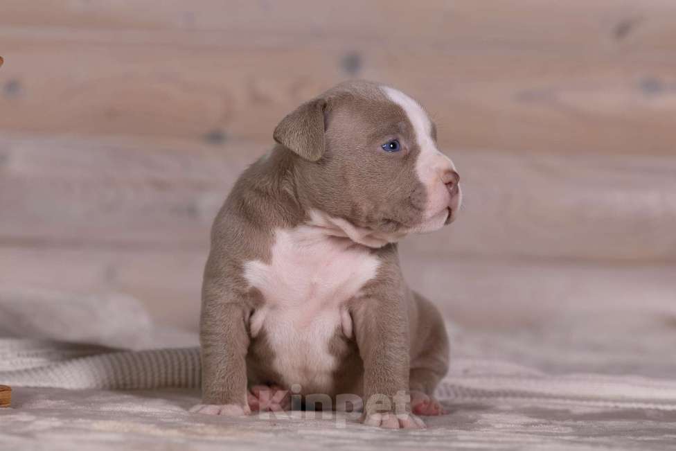 Собаки в Королеве: Американский булли Девочка, 180 000 руб. - фото 10