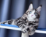 Кошки в Москве: Котёнок мейн-кун Veyron Molly — голубоглазая принцесса с плюшевыми щёчками и королевскими кисточками Девочка, 150 000 руб. - фото 5