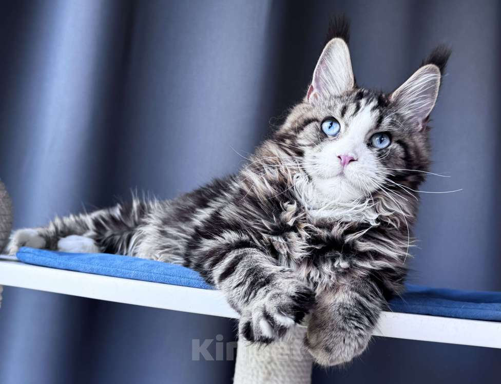 Кошки в Москве: Котёнок мейн-кун Veyron Molly — голубоглазая принцесса с плюшевыми щёчками и королевскими кисточками Девочка, 150 000 руб. - фото 5