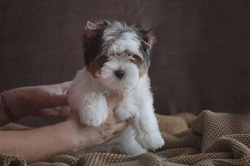 Щенок бивер терьера