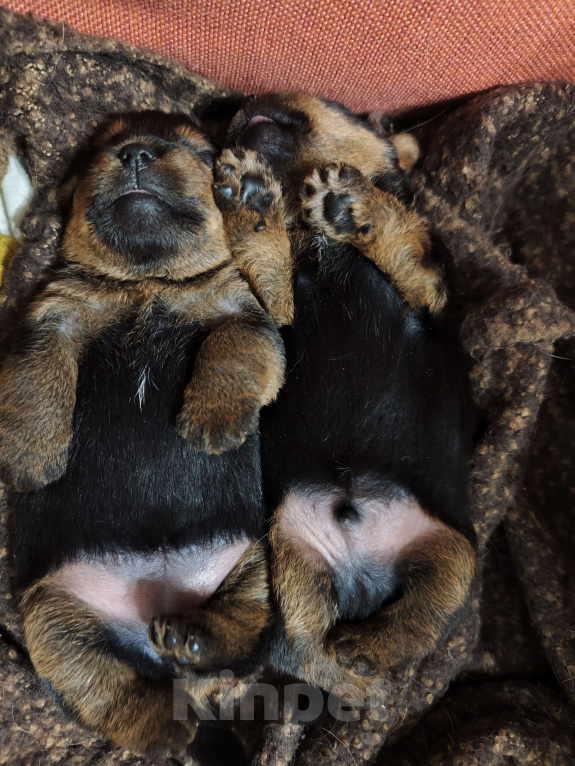 Собаки в Красноярске: Щенки норфолк-терьера Мальчик, 100 000 руб. - фото 2