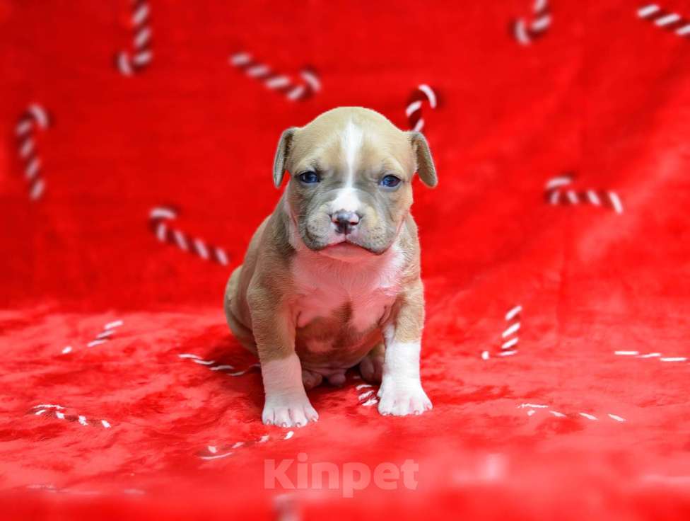 Собаки в Москве: Голубо-палевый джентльмен амстафф Мальчик, 60 000 руб. - фото 3