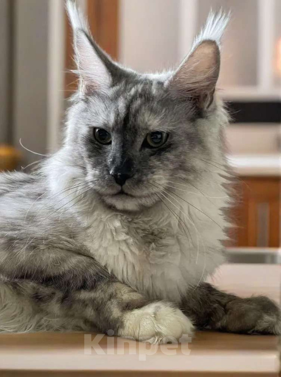 Кошки в Москве: ДЕВЧУШКА НА ВЫДАНЬЕ ИЗ ПИТОМНИКА Девочка, 30 000 руб. - фото 5