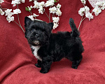 Собаки в Москве: Чёрный йорк мальчик стандарт кукольный Мальчик, 80 000 руб. - фото 1