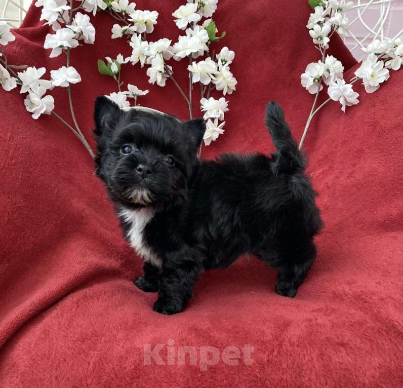 Собаки в Москве: Чёрный йорк мальчик стандарт кукольный Мальчик, 80 000 руб. - фото 1
