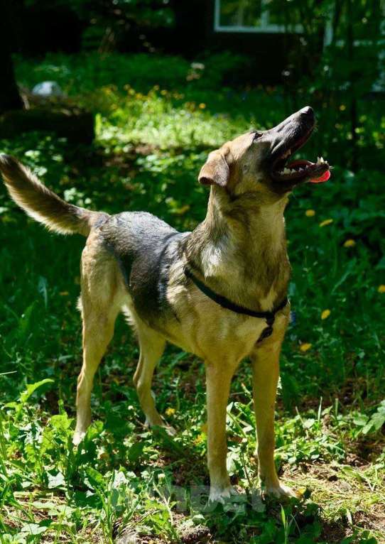 Собаки в других городах Московской области: Дина щенок ищет дом Девочка, Бесплатно - фото 2
