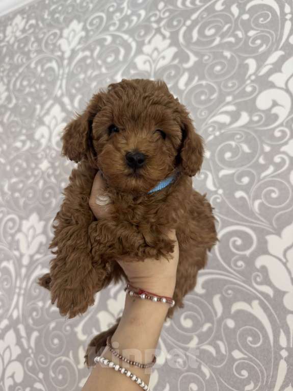 Собаки в Москве: То пудель мальчик 💙 Мальчик, 60 000 руб. - фото 5