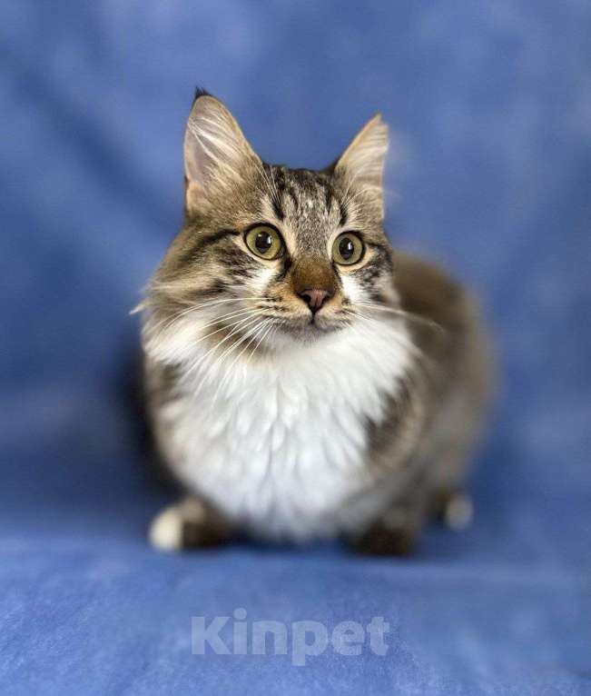 Кошки в Москве: котенок Кемер ищет дом Мальчик, Бесплатно - фото 6