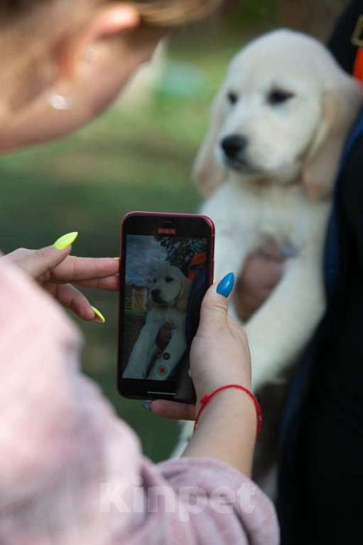 Собаки в Воронеже: Щенки золотистого ретривера  Мальчик, 60 000 руб. - фото 2