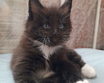 Кошки в Самаре: Котенок мейн - кун Девочка, 30 000 руб. - фото 3