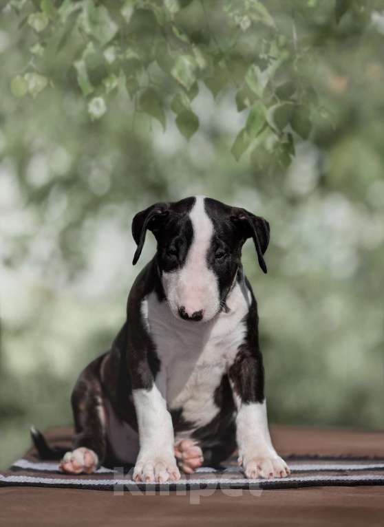 Собаки в Москве: Очень перспективные щенки стандартного бультерьера от здоровой и красивой пары чемпионов Мальчик, 90 000 руб. - фото 4