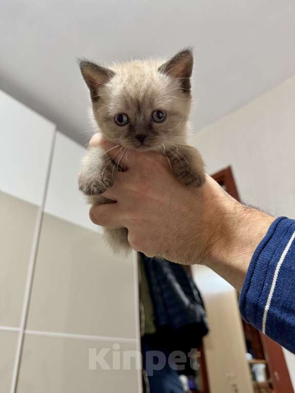 Кошки в Санкт-Петербурге: Шотландская прямоухая кошечка с документами Девочка, 40 000 руб. - фото 7