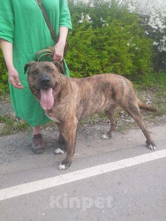 Собаки в Москве: Джордан замерзает без своего Человека. Мальчик, Бесплатно - фото 4