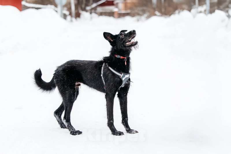 Собаки в Москве: Высокий бородатик Брэд в добрые руки Мальчик, 1 руб. - фото 4