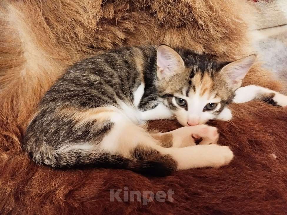 Кошки в Санкт-Петербурге: Беатрис котенок девочка Девочка, 500 руб. - фото 7