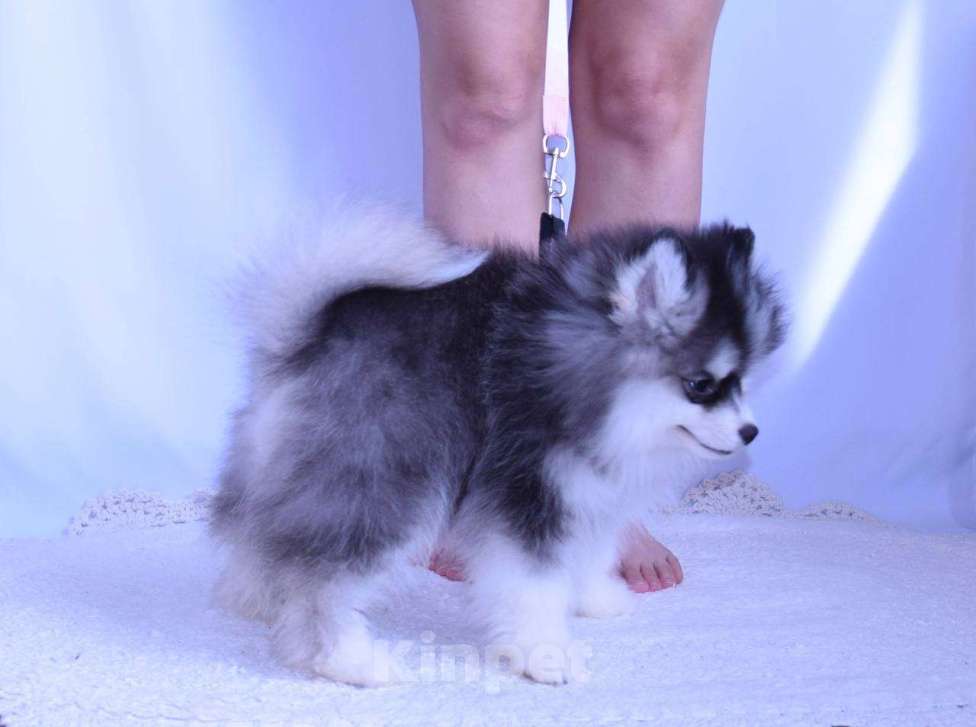 Собаки в Краснодаре: Самый маленький Помски Мальчик, 500 000 руб. - фото 6