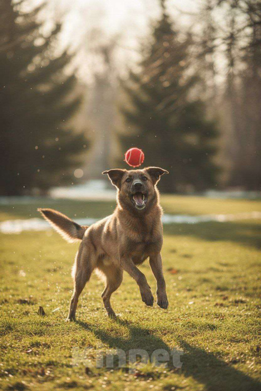 Собаки в Москве: Флая – преданная душа, пережившая предательство Девочка, Бесплатно - фото 1