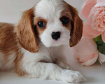 Собаки в других городах Московской области: Девочка кавалер Кинг Чарльз спаниель Девочка, 130 000 руб. - фото 4