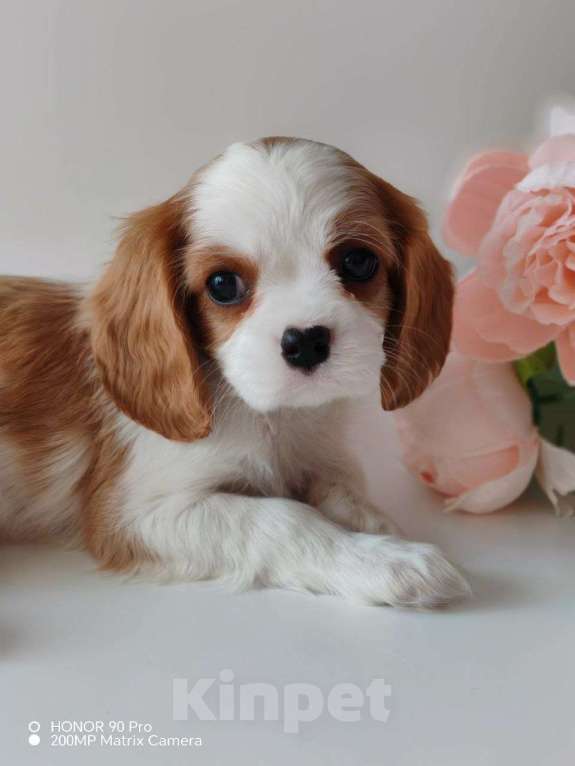 Собаки в других городах Московской области: Девочка кавалер Кинг Чарльз спаниель Девочка, 130 000 руб. - фото 4