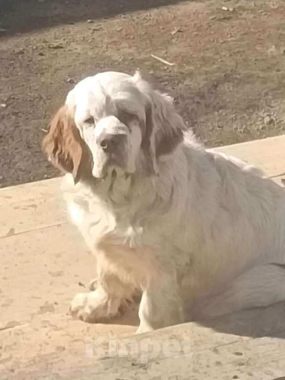 Собаки в Чите: Продам щенка Мальчик, 35 000 руб. - фото 5