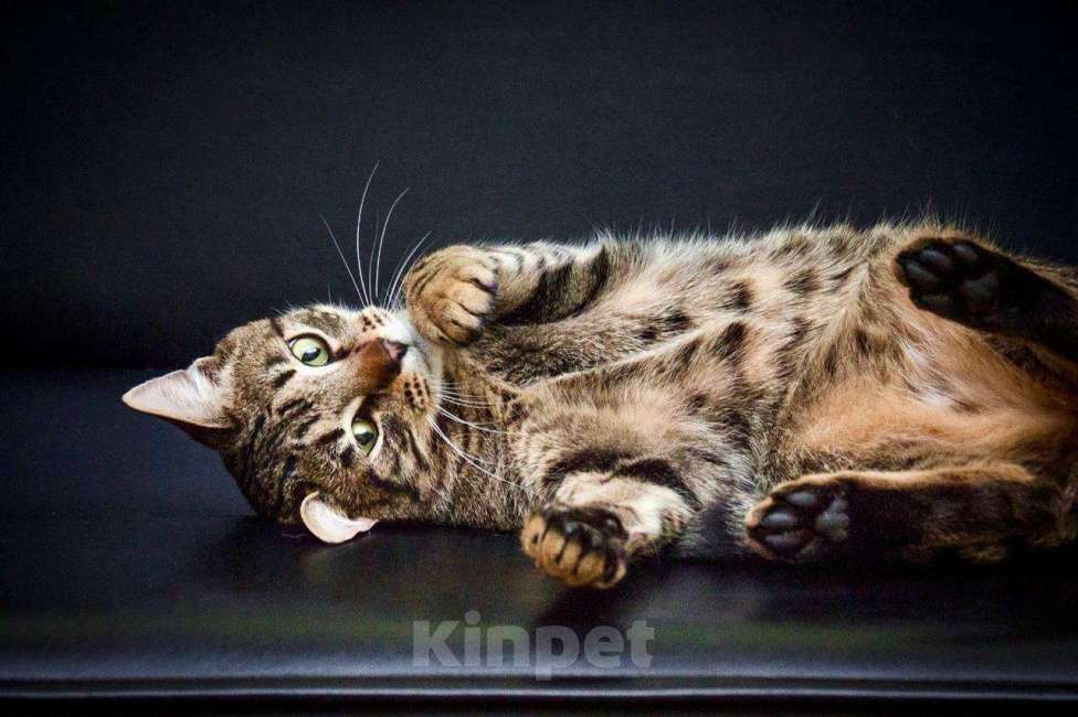 Кошки в Москве: Полосатый лапушка котик Лео в добрые руки Мальчик, Бесплатно - фото 5