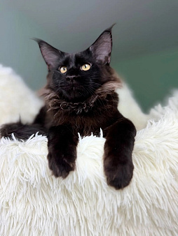 Котенок мейн кун