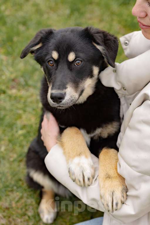 Собаки в Москве: Черный щенок в добрые руки Девочка, Бесплатно - фото 5