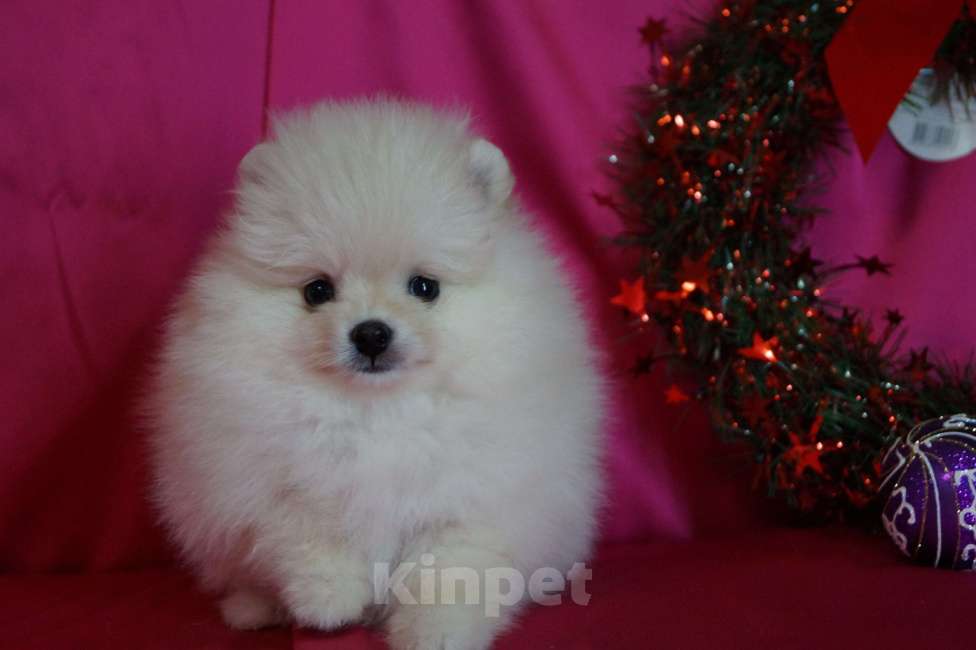 Собаки в Москве: Очаровательная девочка- померанский шпиц Девочка, 30 000 руб. - фото 2